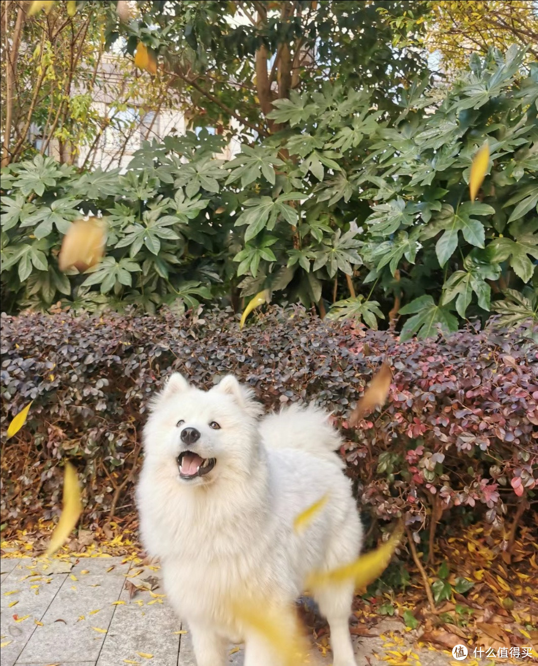 养狗吧,感受一下什么是忠诚