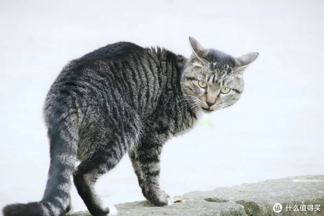 适合新手铲屎官养的十大宠物猫