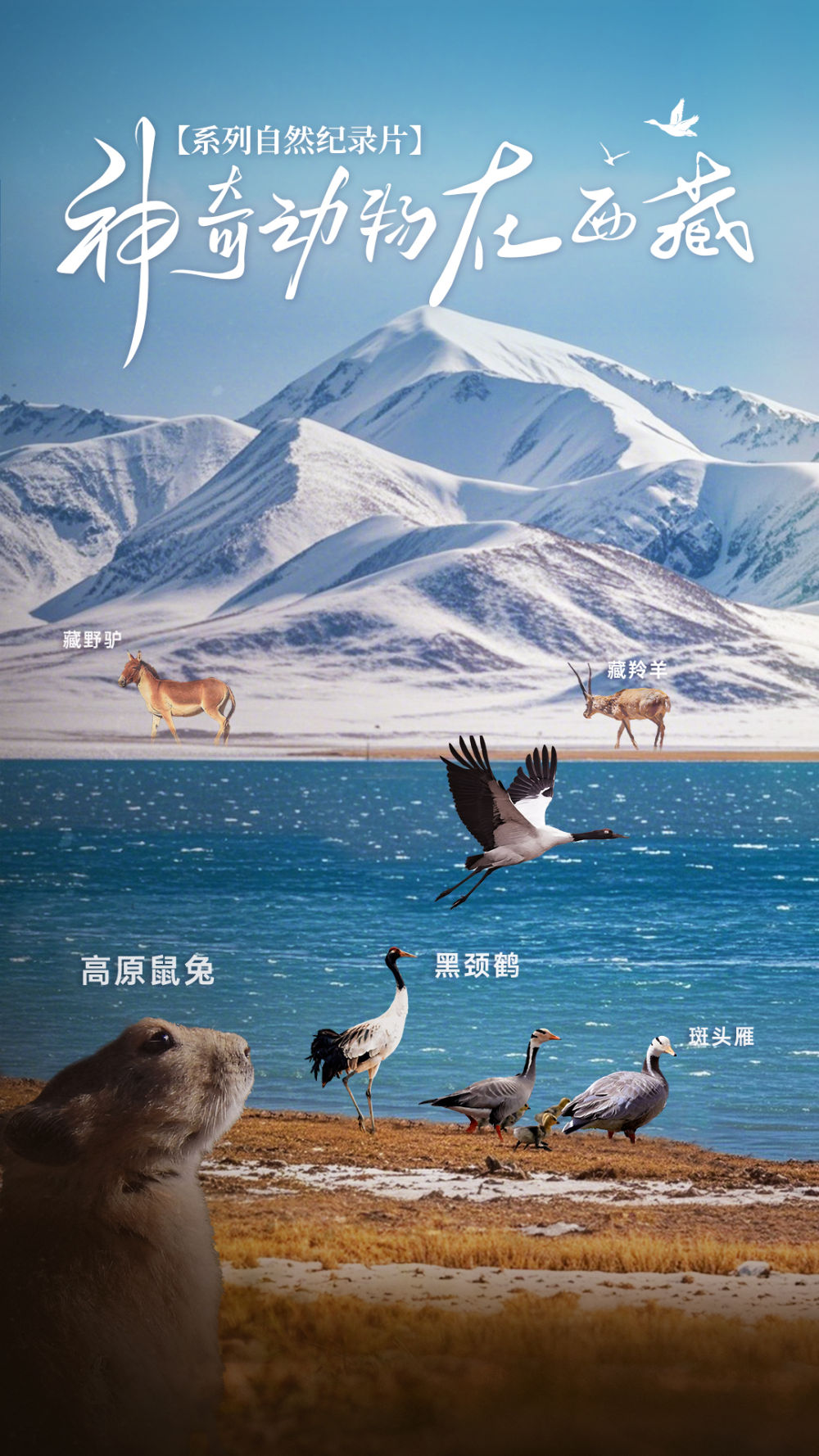 神奇动物在西藏｜黑颈鹤——高原湿地变化的“指向标”